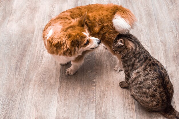 Close-upportret van een kat en een hond. Platte grijze achtergrond