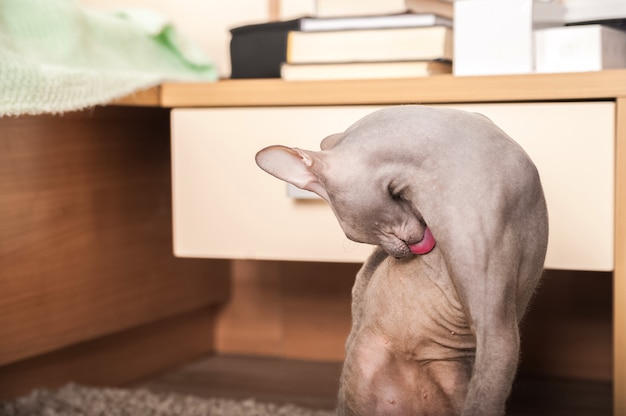 Close-upportret van een kat van de huis grijze sfinx. Kat speelt thuis en kopieert ruimte.