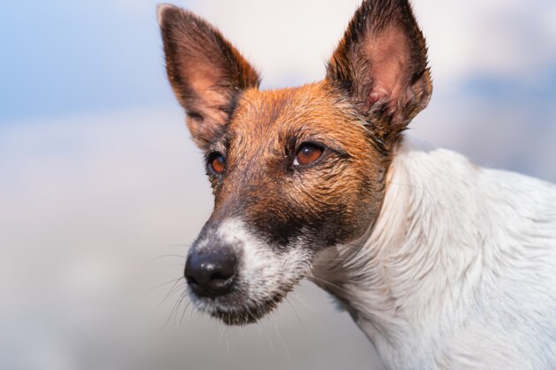 Close-upportret van een natte vlotte fox-terrier-hond. Het hoofd van een puppy na het zwemmen, natuurlijke zon verlichte scène