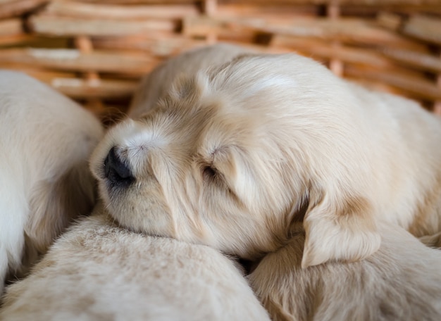 Close-upportret van een nieuw geboren golden retrieverpuppy