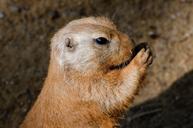 Close-upportret van een Prairiehond die eet