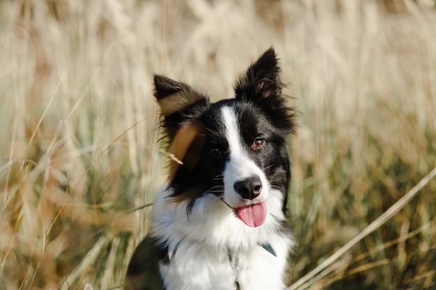 Close-upportret van een zwart-witte border collie-hond