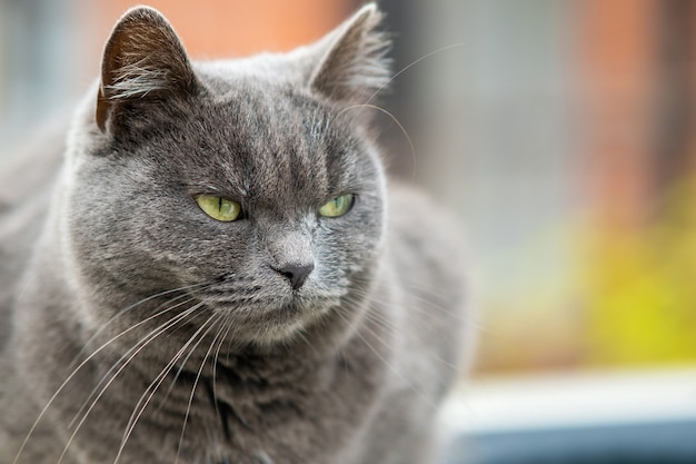 Close-upportret van ernstige grijze bontkat.