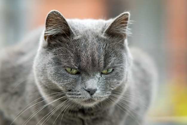 Close-upportret van ernstige grijze bontkat.