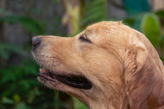 Close-upportret van gezichtsgolden retriever