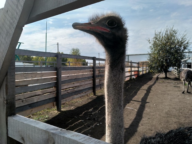 Close-upportret van grote nieuwsgierige struisvogel op blauwe hemelachtergrond