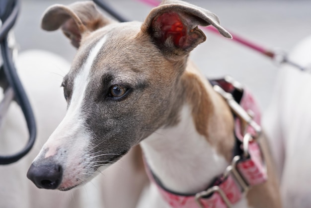 Close-upportret van het Afghaanse hoofd van de windhondhond.