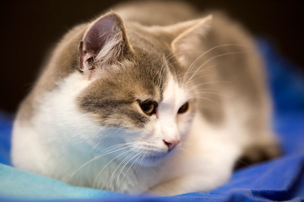 Close-upportret van jong aardig klein leuk wit en grijs binnenlands kattenkatje met dromerige uitdrukking op vage zwarte en blauwe achtergrond. Het houden van dierlijk huisdier thuis wild concept.