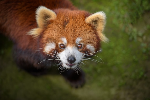 Close-upportret van rode panda