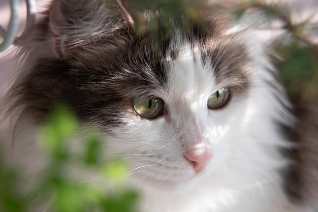 Close-upportret van wit grijs kattengezicht met grote groene ogen. Kat zit tussen de huisbloemen.