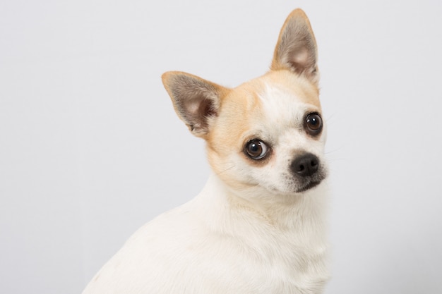 Close-upportret van witte Chihuahua