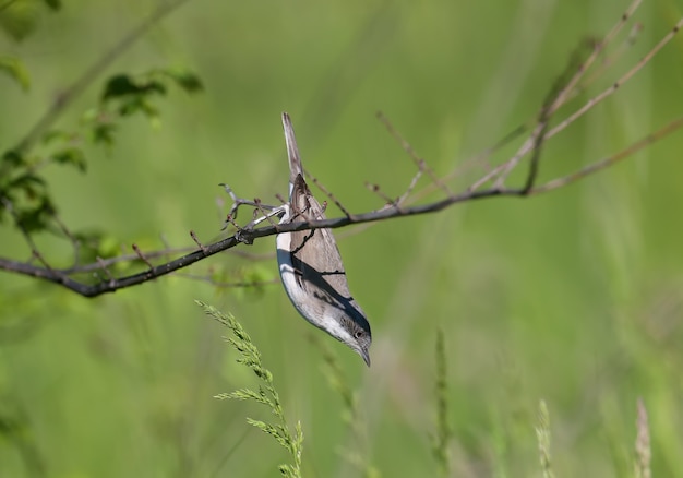 Close-upportretten van de kleine whitethroat (Curruca curruca) in natuurlijke habitat