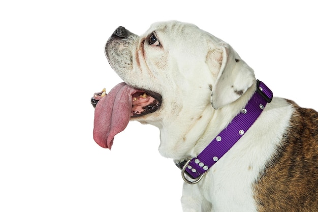 Close-upprofiel van hond met tong die uit hangt