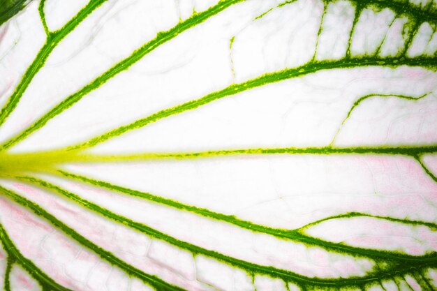 Close-ups Pattern of leaves background