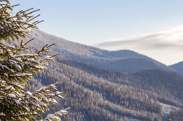 Close-upschot van pijnboomboom branche met groene naalden die met diepe verse schone sneeuw worden behandeld