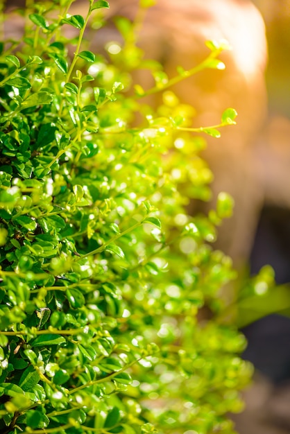 Close-upshrubbery en zonlicht