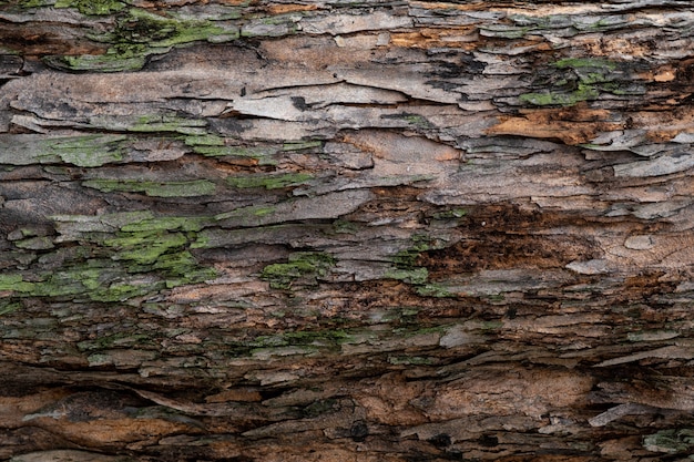 Close-uptextuur van boomschors. Patroon van de natuurlijke achtergrond van de boomschors.