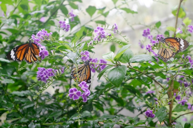 Close-upvlinder op bloem in tuin