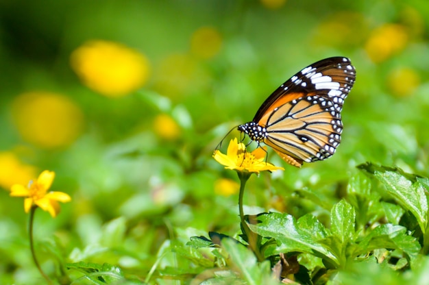 Close-upvlinder op bloem