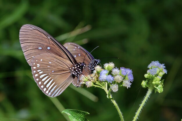 Close-upvlinder op bloem