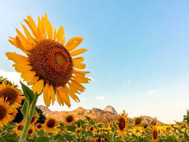 Close-upzonnebloem op zonnebloemgebied met blauwe hemel gackground