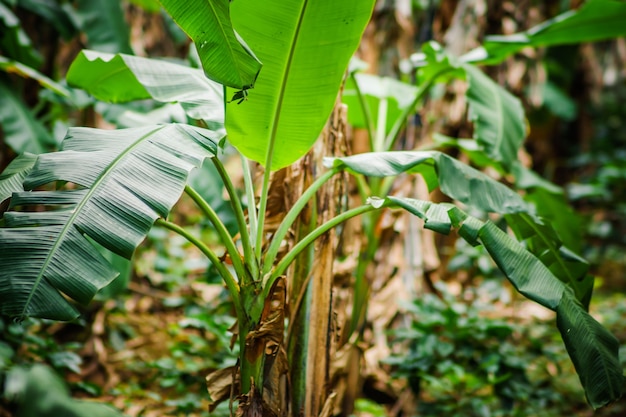 Close view to banana and coffee tree plantations