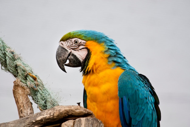 Close view of a beautiful blue-and-yellow macaw in captivity.