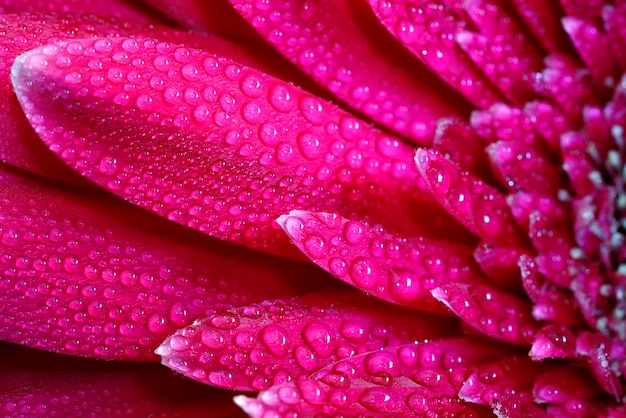 水滴、自然の背景を持つ美しい赤いガーベラの花の間近の眺め