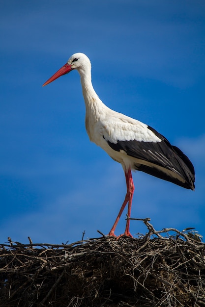 Close view of a beautiful white stork bird on the nest.