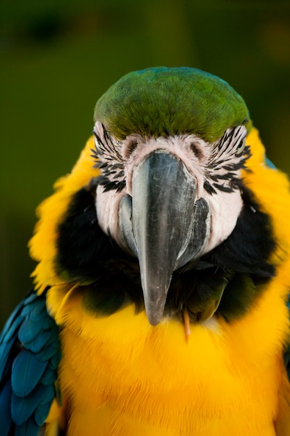 Photo close view of a blue-and-yellow macaw on a zoo.