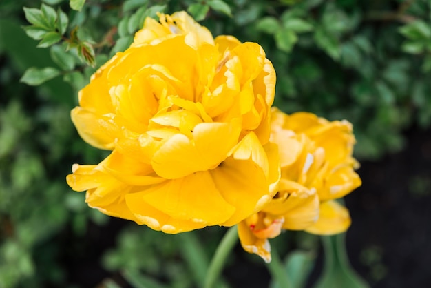 close view bright yellow blossoming