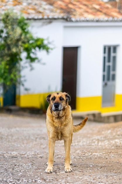 Close view of a curious dog on a small interior village