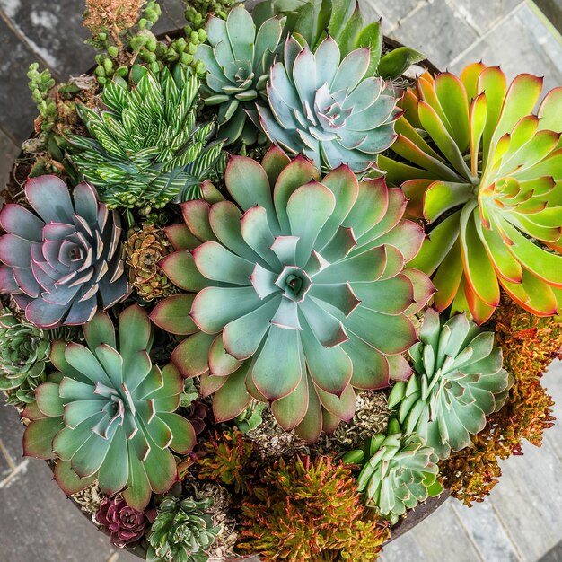 Photo close view decorative exotic succulents