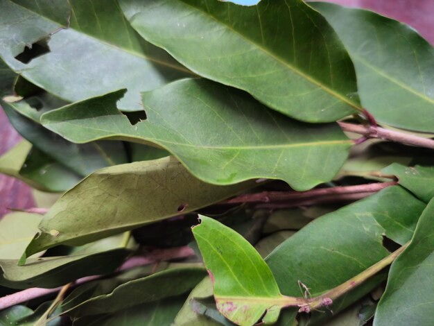 Foto vista ravvicinata delle foglie di alloro essiccate o dell'alloro indonesiano o del syzygium polyanthum o del daun salam kering