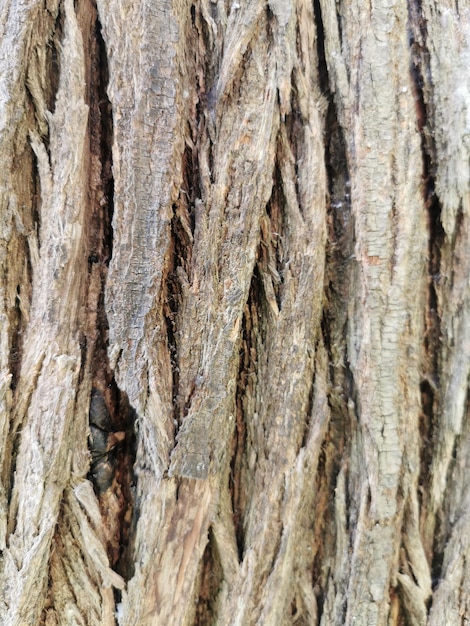 Photo close view of dry trunk texture