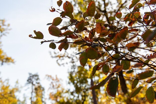 close view golden foliage tree