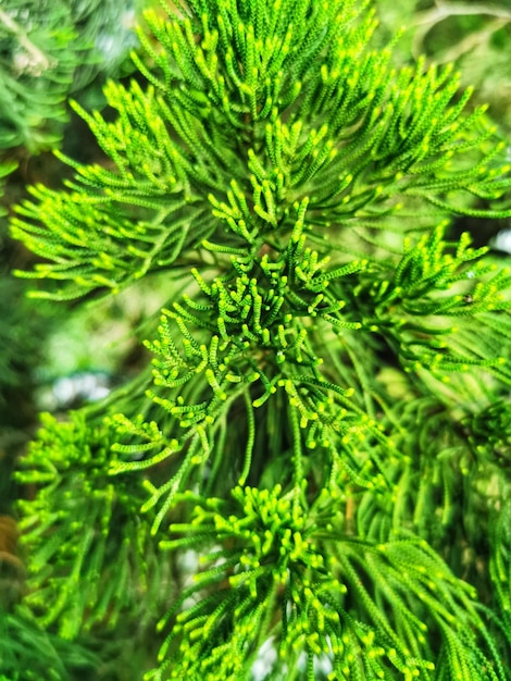 Close view of green Christmas tree texture