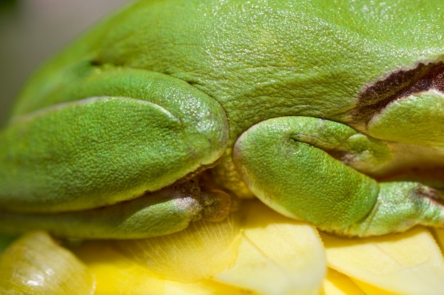 緑のヨーロッパの木のカエルの足の表示を閉じます。