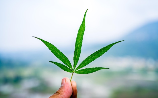 Close view of green herbal Marijuana leaf