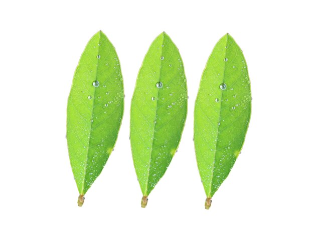 Close view of green leaf with drops and nature dew on the leaf.