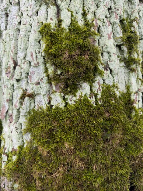 Photo a close view of green moss on a tree trunk in a wild park