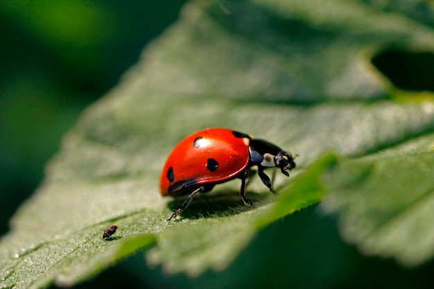 Close view of a ladybug insect on a green leaf.