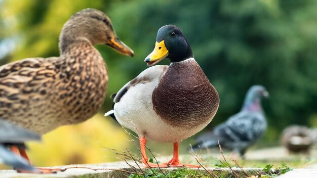 Close view of a mallard