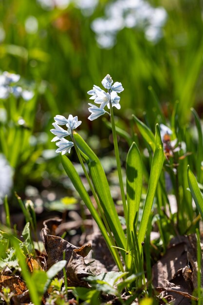 写真 森 の 中 で く プシュキニア を 近く から 見る