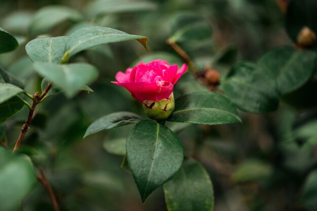 Photo close view pink flower green