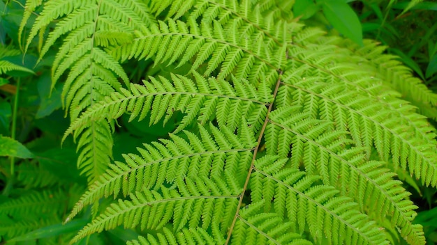 植物のクローズ アップ表示 Polypodiophyta シダ シダまたはシダ