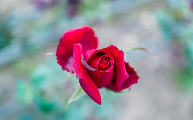 Photo close view of red rose flower during valentine day.