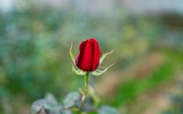 Vista ravvicinata del fiore della rosa rossa durante il giorno di san valentino.