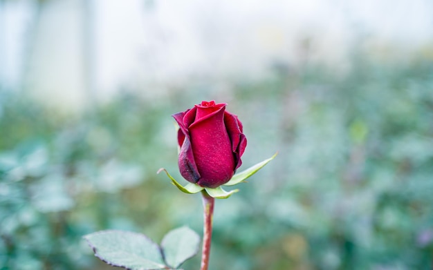 バレンタインの日に赤いバラの花のビューを閉じます。