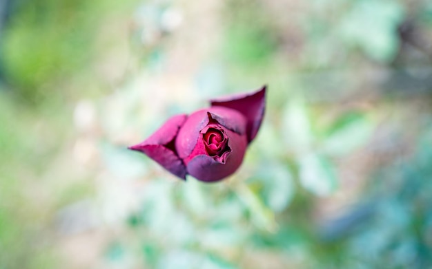 Close view of Red Rose flower during Valentine day.